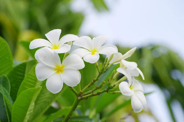 Flores de Frangipani — Fotografia de Stock