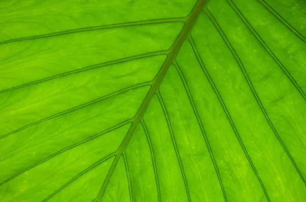 Leaf as background — Stock Photo, Image