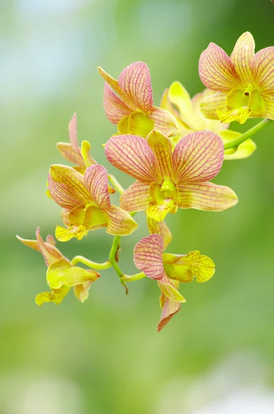 Orchidée sur vert — Photo