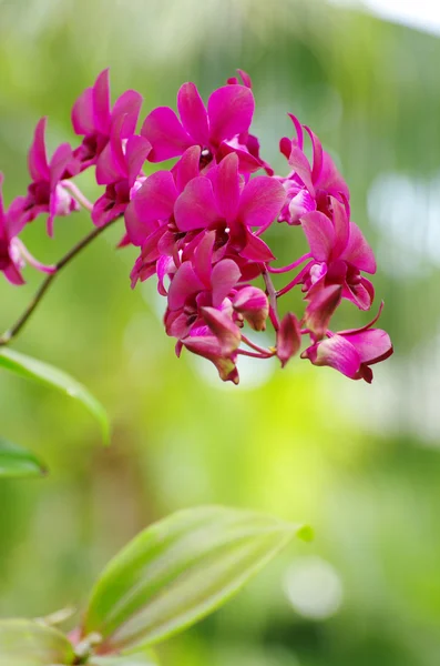 Orchidee — Stockfoto