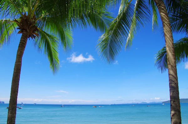 stock image Palm tree