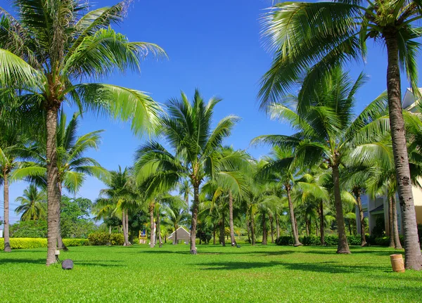 Palm tree on blue sky — Stock Photo, Image