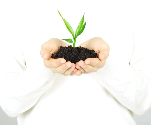 Plant in hands — Stock Photo, Image