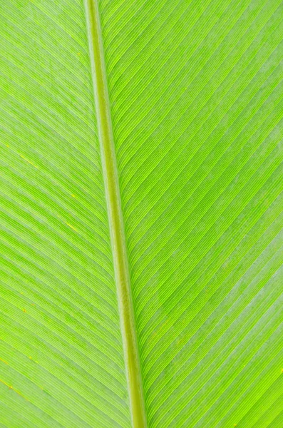 Textura de folha verde — Fotografia de Stock