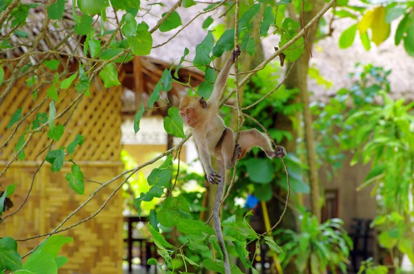 Macaco. — Fotografia de Stock