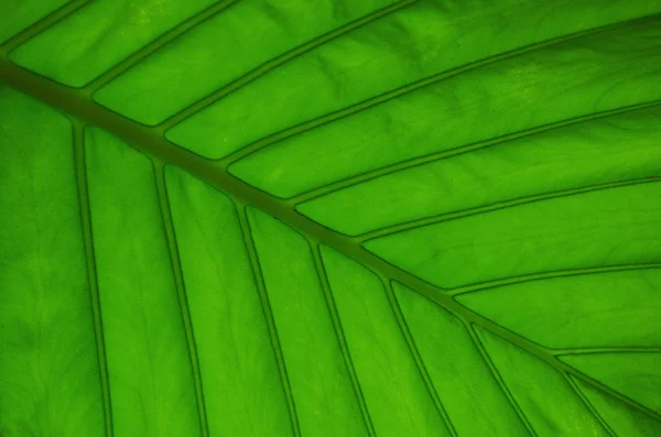 Textura de hoja verde —  Fotos de Stock