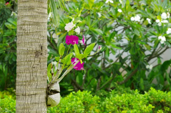 Orquídea — Fotografia de Stock