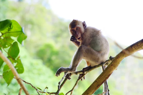 Μαϊμού — Φωτογραφία Αρχείου