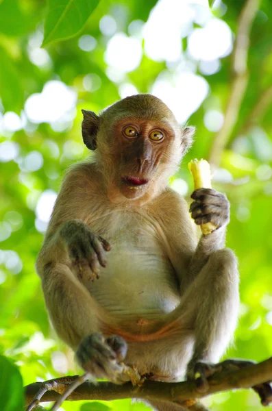 Opice — Stock fotografie