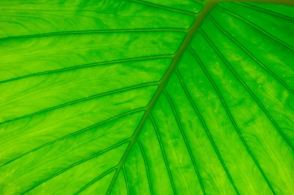 Grönt blad som bakgrund — Stockfoto