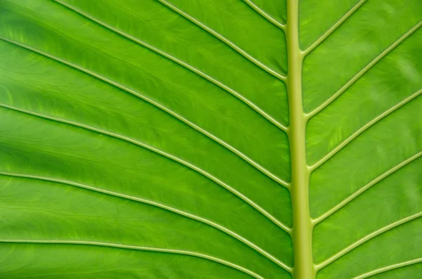 Leaf as background — Stock Photo, Image