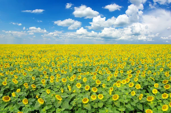 Champ de tournesol — Photo