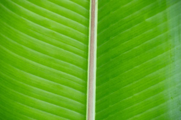 Зеленый лист в качестве фона — стоковое фото