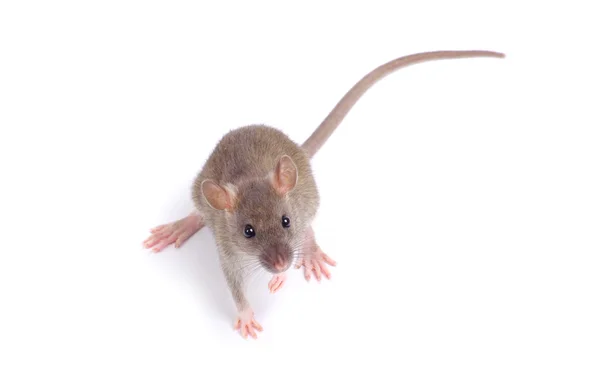 Ratte auf dem — Stockfoto