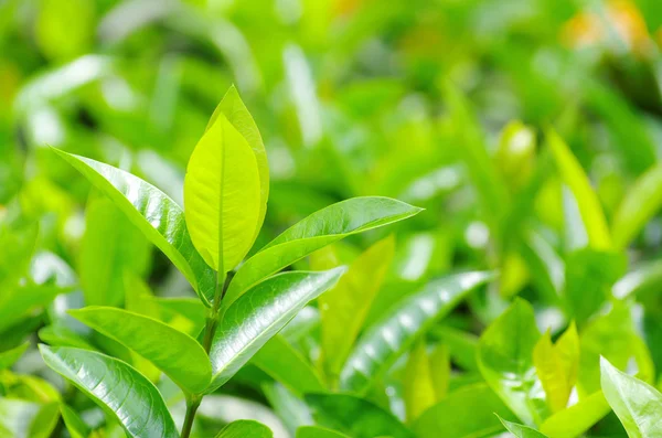 Tea leaves — Stock Photo, Image