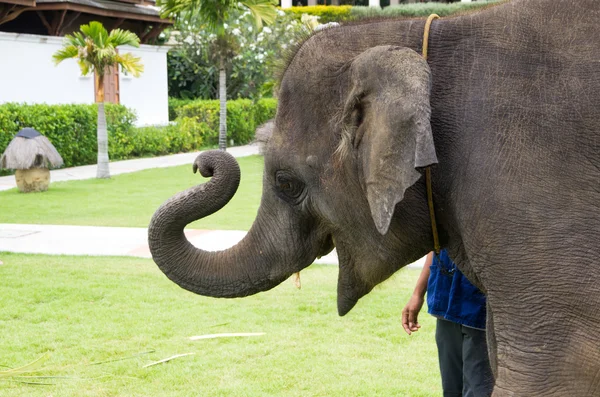 Asiatischer Elefant — Stockfoto