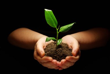 Plant in hands clipart