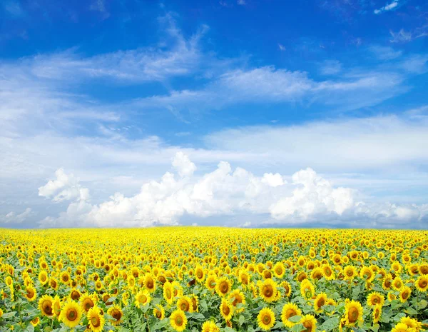 Câmpul Floarea soarelui — Fotografie, imagine de stoc