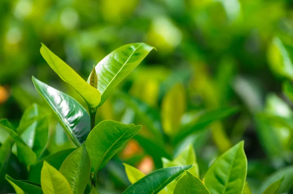 Frunze de ceai — Fotografie, imagine de stoc