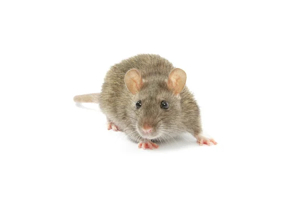 Üzerinde fare — Stok fotoğraf