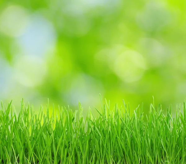 Green background — Stock Photo, Image