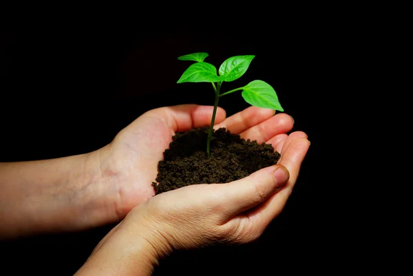 Grüne Pflanze — Stockfoto