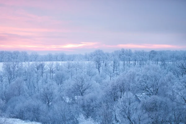 冬の自然の風景。雪に覆われた森 — ストック写真