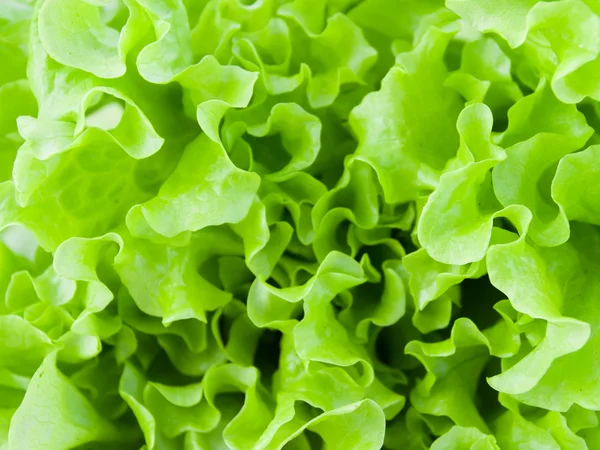 stock image Lettuce