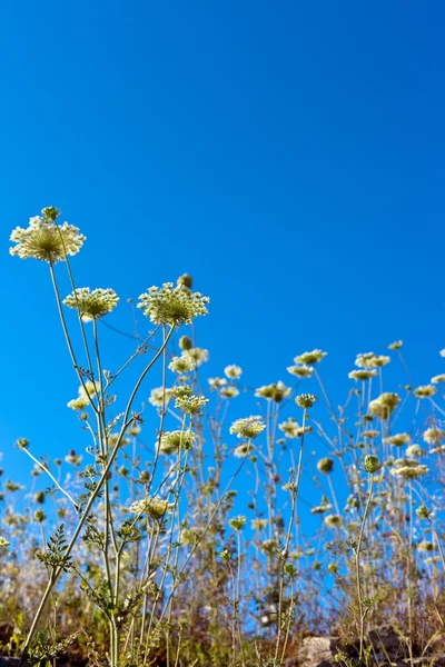 Schöne Blumen am Himmel — Stockfoto