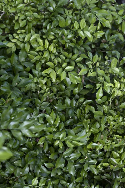 Belle foglie verdi per il design — Foto Stock