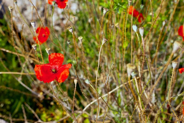 stock image Wild poppies growing in a spring field