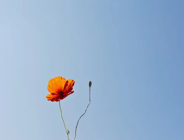Wild poppies against blue sky — Stock Photo, Image
