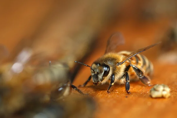 Macro de abelha mel — Fotografia de Stock