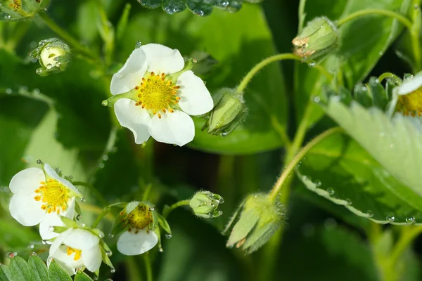 Groene bloeiende aardbei, witte bloemen — Stockfoto