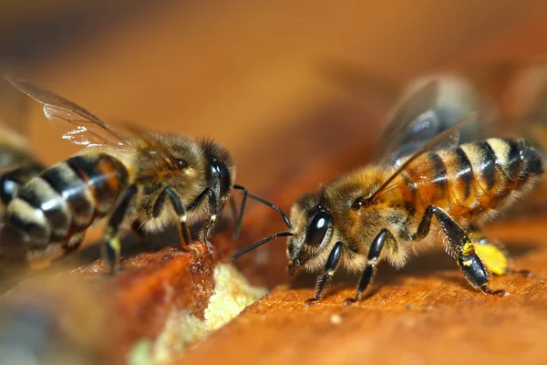 Macro of Honey Bee — Stock Photo, Image