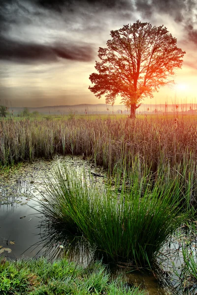沼地の夜明け. — ストック写真