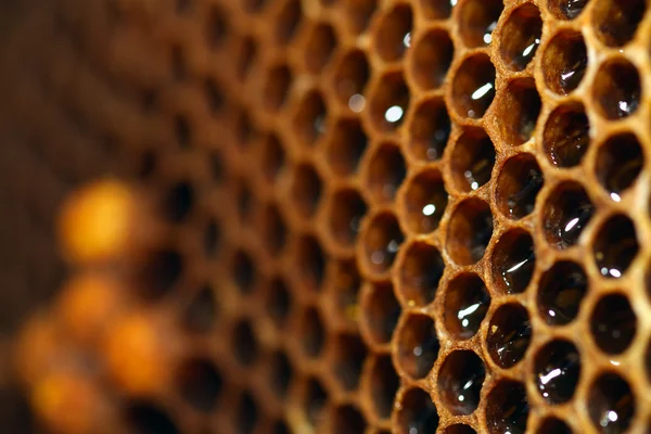 Μέλι close-up — Φωτογραφία Αρχείου