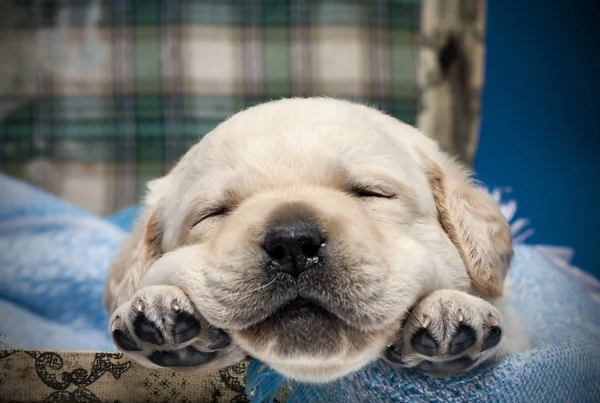 睡觉的狗狗 — 图库照片