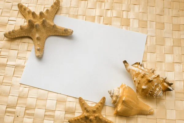 Cáscaras de mar en una hoja blanca de papel — Foto de Stock