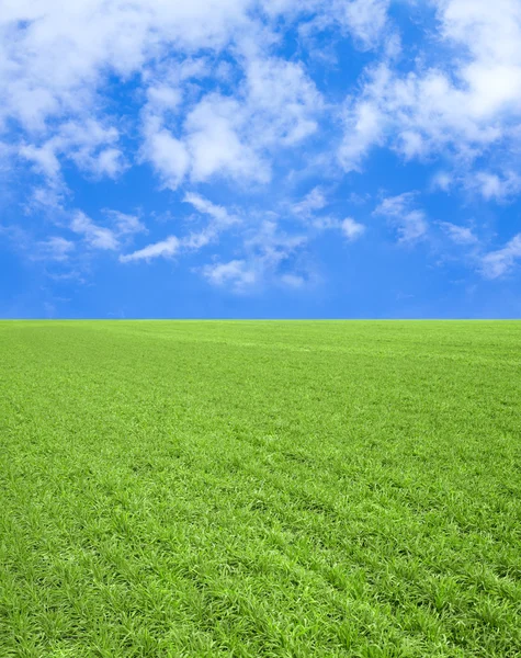 Alan çimen, mavi gökyüzü — Stok fotoğraf