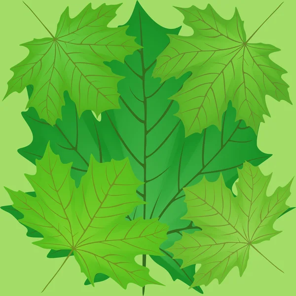 Зеленые листья клена . — стоковый вектор