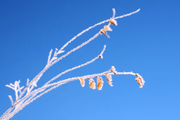 Bevroren twig — Stockfoto