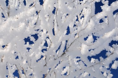 Icy Twigs Covered With Snow clipart