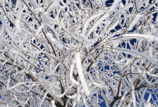 Gałązki zbliżenie śnieg — Zdjęcie stockowe