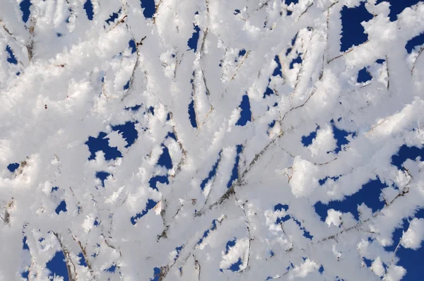 Lodowate gałązki pokryte śniegiem — Zdjęcie stockowe