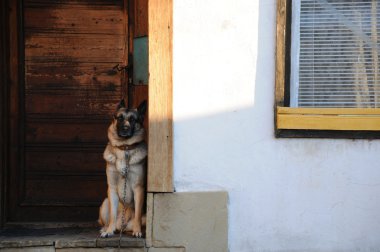 German Shepherd at the Door clipart