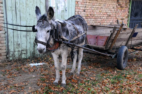 Gray Donkey and Cart — Stock Photo, Image