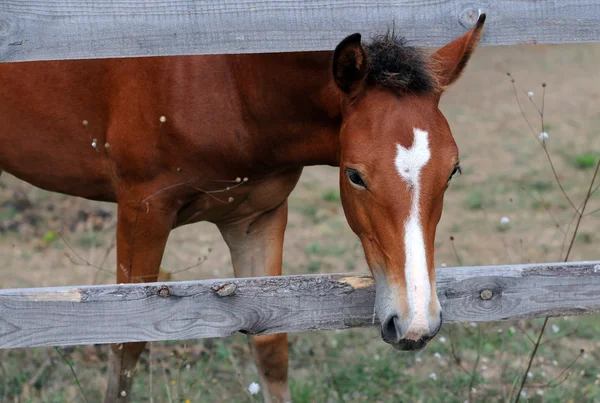 Kastanje paard kijkt uit van behuizing — Stockfoto