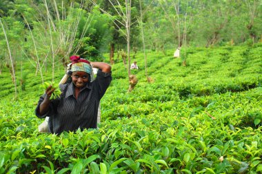 Young Tamil Girl At The Tea Plantation clipart