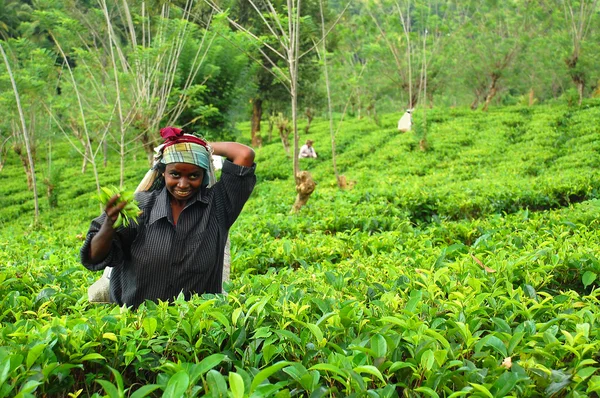 Joven chica tamil en la plantación de té —  Fotos de Stock